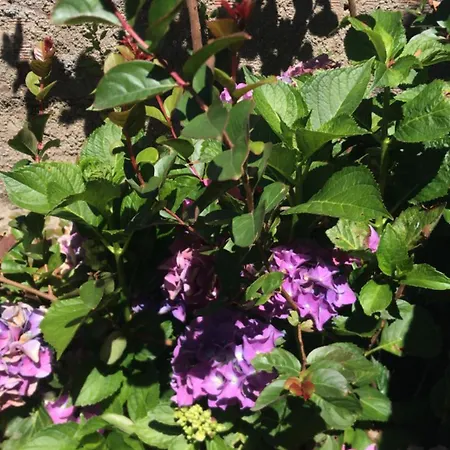 Casa Da Aldeia Appartement Figueiro Dos Vinhos