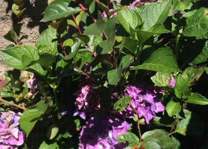 Casa Da Aldeia アパート フィゲイロー・ドス・ヴィーニョス